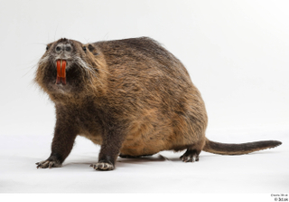 Nutria whole body 0004.jpg